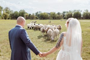 brautpaar mit Schafen, hochzeitsfotograf magdeburg